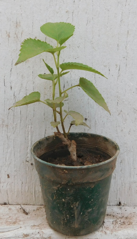 Pakistani Mulberry Rooted Live Plant-Fast Growing Fruit Tree-~3″ Long Berries