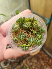 Peperomia Prostrata – String Of Turtles 🐢 Starter Plant Prop Cup