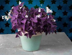 Purple Shamrock – Oxalis triangularis Bulbs Easy Grow Perennial Love Plant