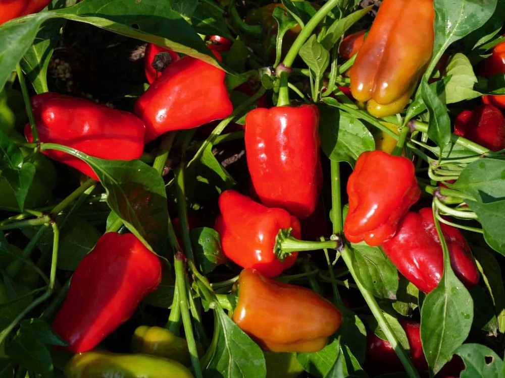 Cajun Belle Pepper Seeds (20) / ORGANIC / MILD / FLORIDA GROWN / RARE