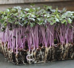 Red Acre Cabbage MICROGREEN Seeds | Heirloom | Non-GMO | Seeds for Sprouting