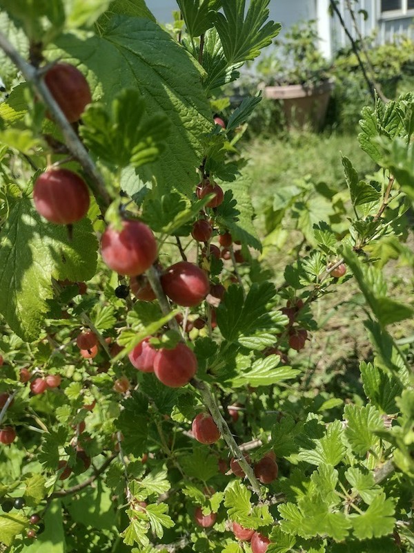 1 Hinnomaki Red gooseberry live rooted starter plant, edible Shrub zones 3-7. gallery