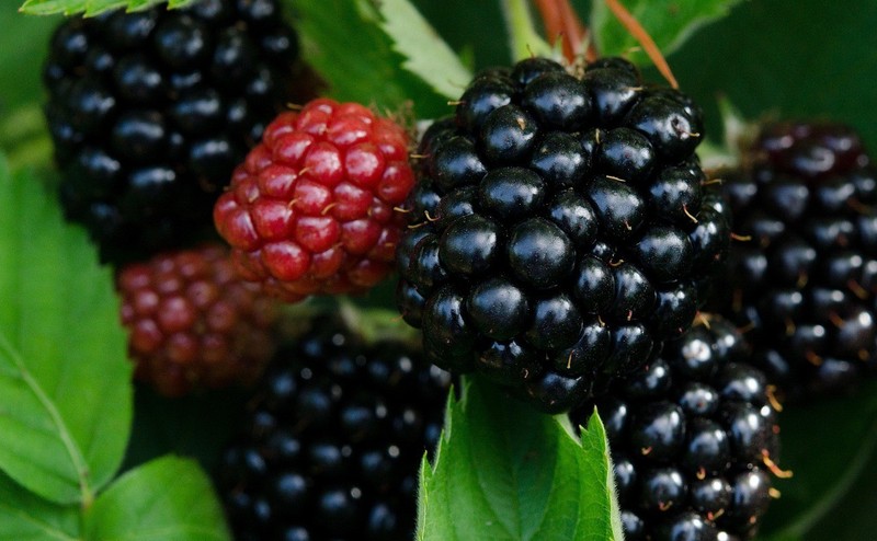 Prime Ark Thorn less Blackberry Un-Rooted cutting 6″ long 5 count
