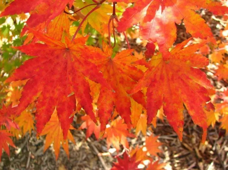Acer sieboldianum SODE NO UCHI JAPANESE FULLMOON MAPLE Seeds!