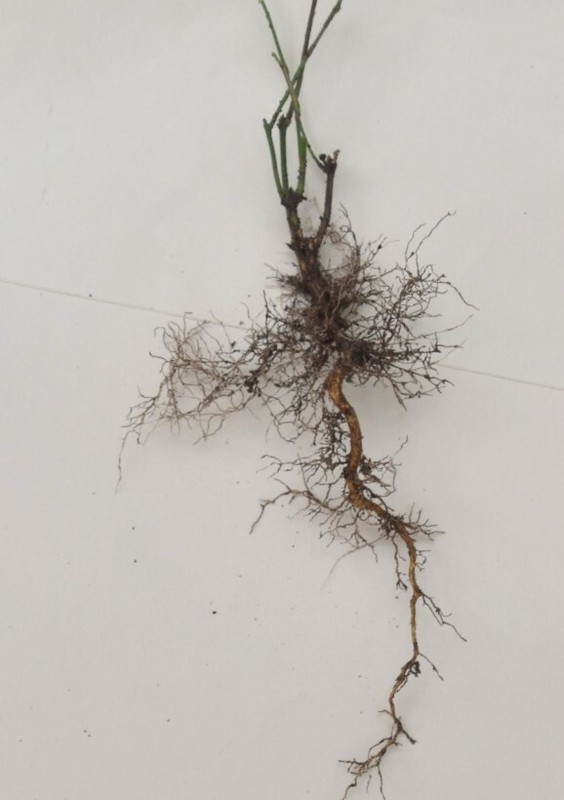 1 Dwarf Burning Bush Sapling BARE ROOT Hardy Shrub Privacy Hedge gallery