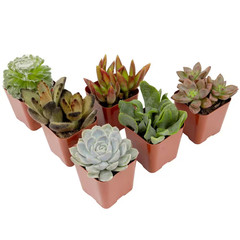 2IN Easy Care Live Succulent (6-Pack)