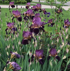10 Rhizomes Purple Iris Mme Henri Cayeux Historic Tall Bearded(TB) ships April25