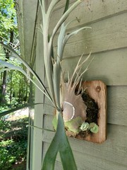 Platycerium staghorn fern P. veitchii ‘Auburn River’