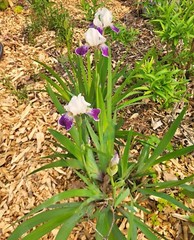 6 – MIXED white /purple COLORS BEARDED IRIS Bulbs/Rhizomes FRESH – Perennial