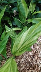 Zingiber Mioga ‘Silver Arrow’ (Variegated)/Variegated Ginger