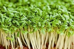 8 oz Cress