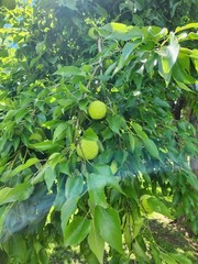 36 Farm Fresh Hedge Apple Osage Orange Horse Monkey Ball Maclura Pomifera Bois